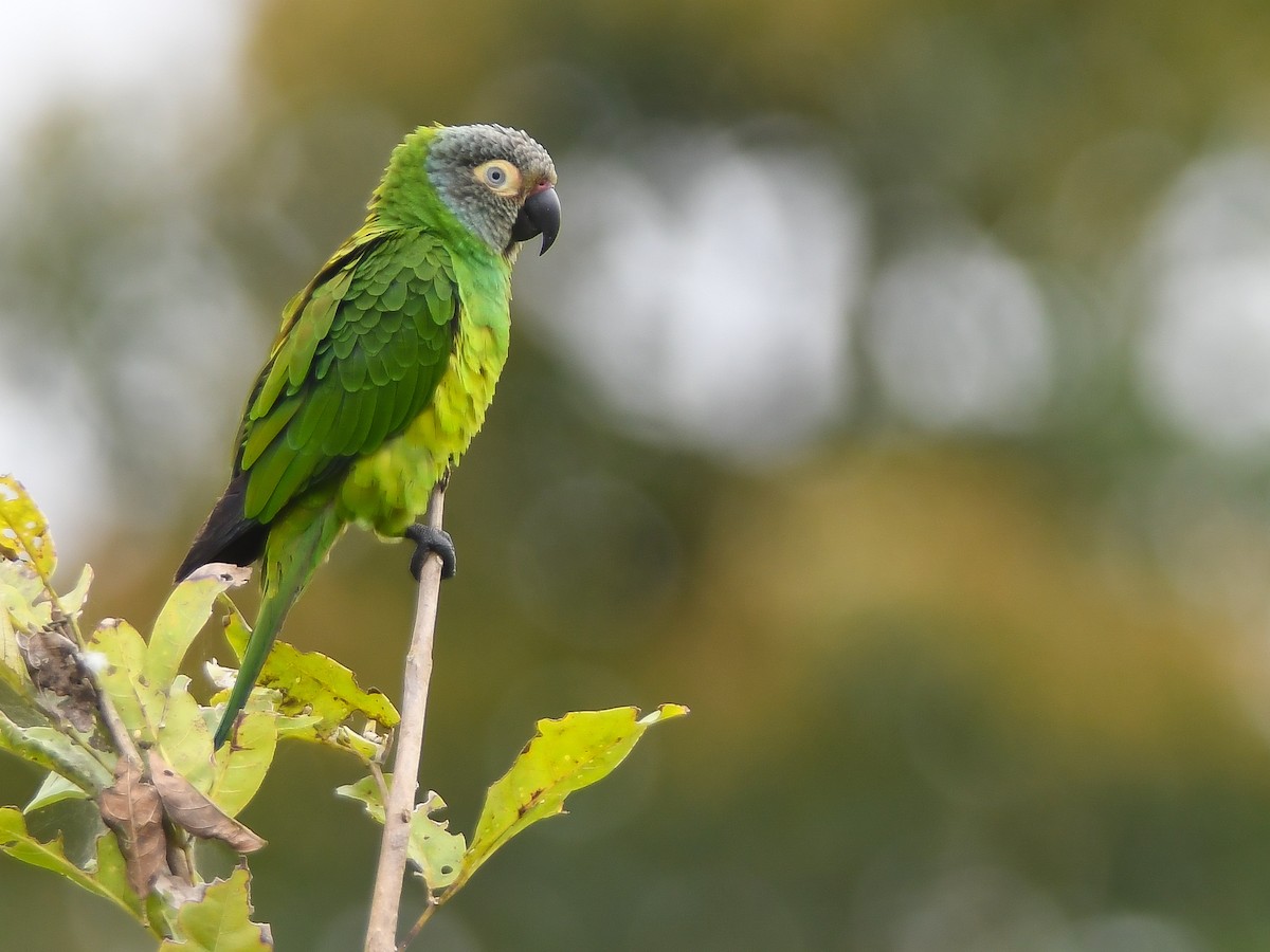 Dusky-headed Parakeet - ML620671487