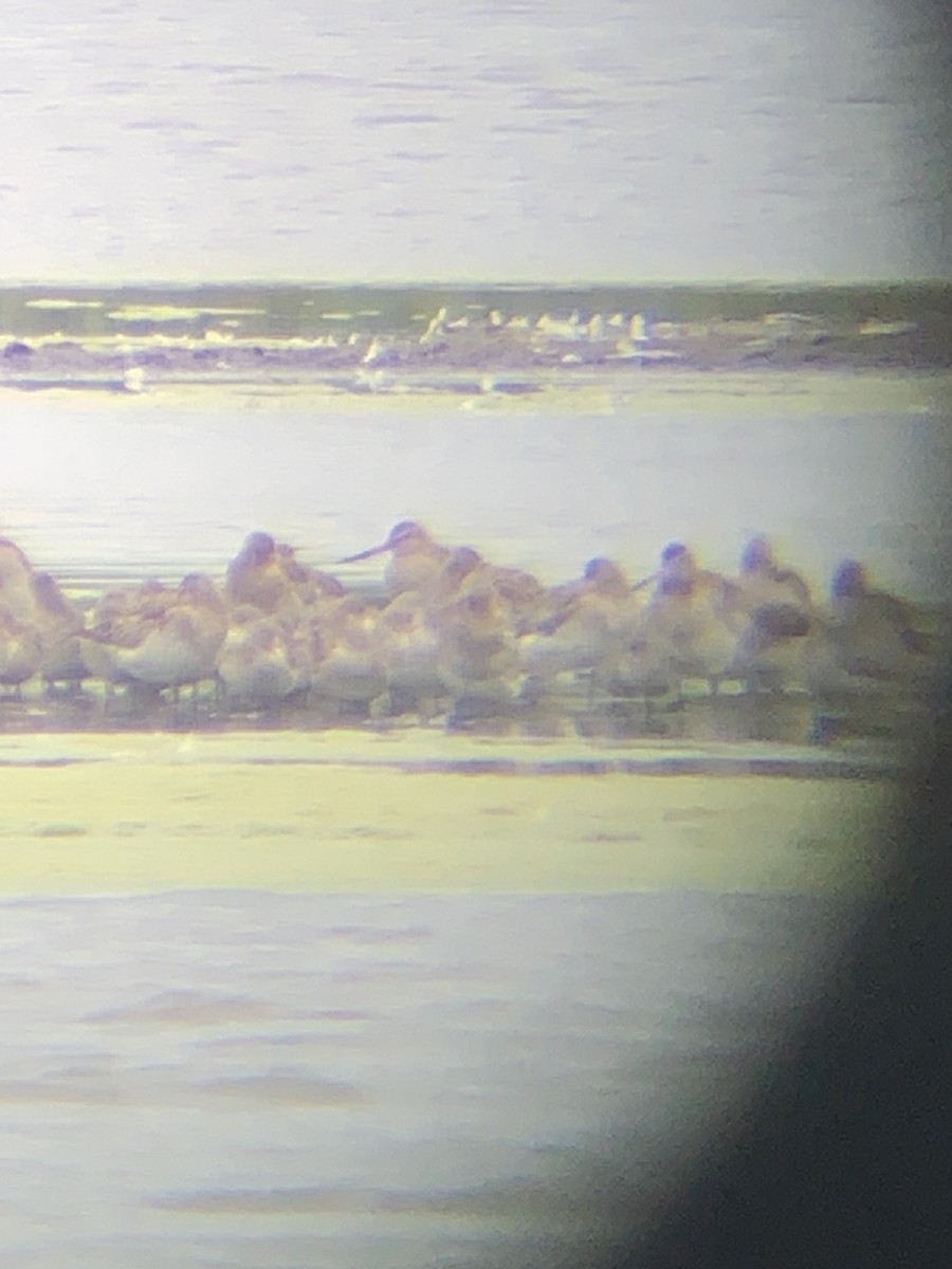 Black-tailed Godwit - ML620671488