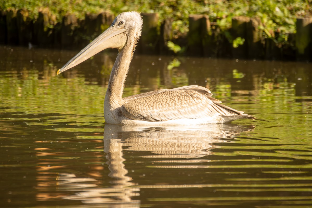Pink-backed Pelican - ML620671490