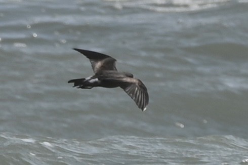 Leach's Storm-Petrel - ML620671500