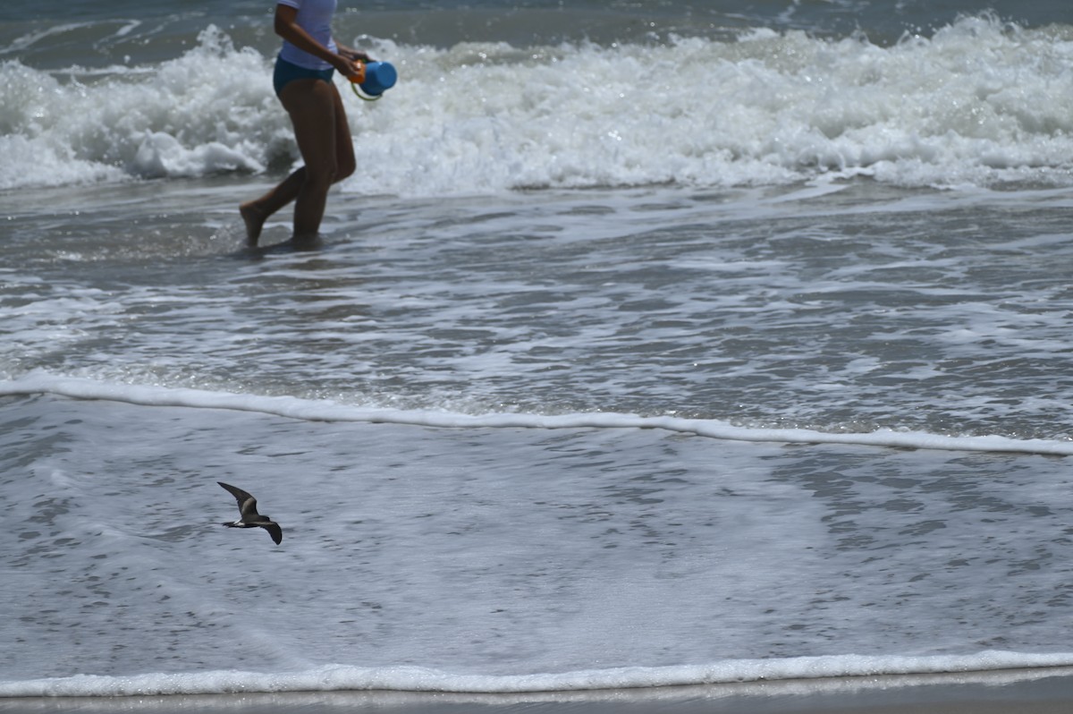 Leach's Storm-Petrel - ML620671501