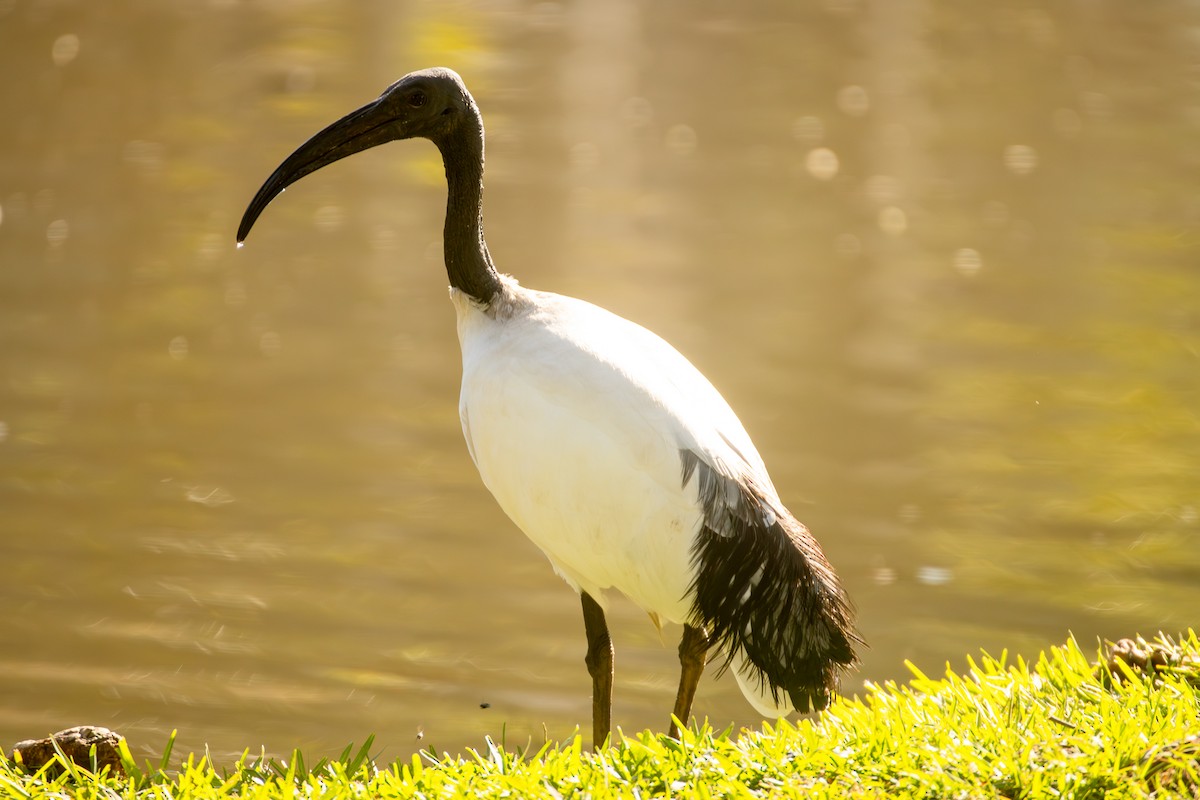 African Sacred Ibis - Peter Hinow