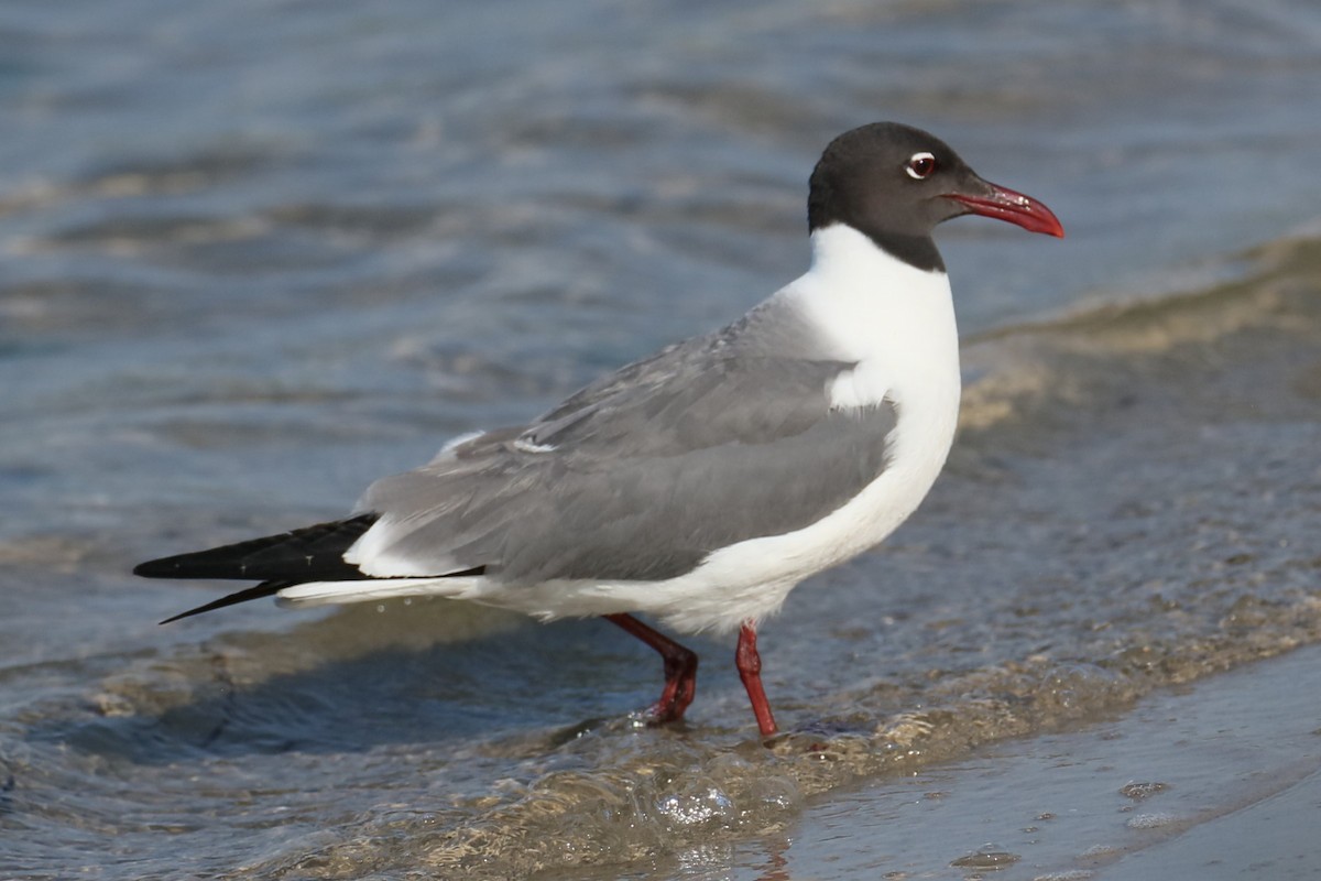 Mouette atricille - ML620671507