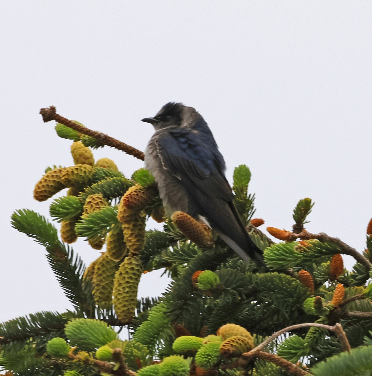 Purple Martin - ML620671509