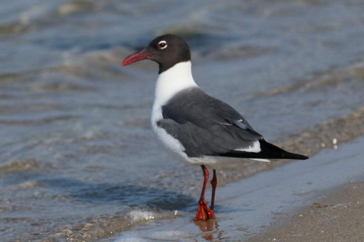 Laughing Gull - ML620671511