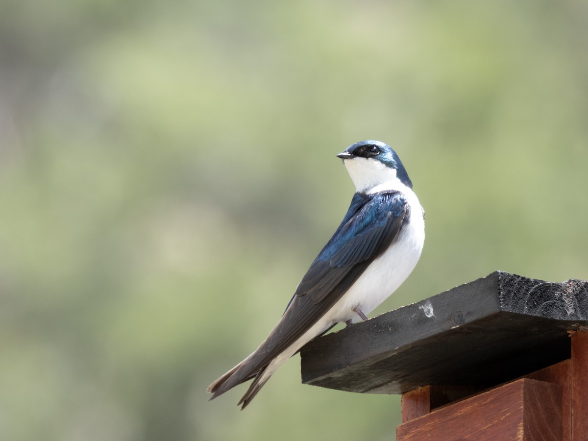 Tree Swallow - ML620671512