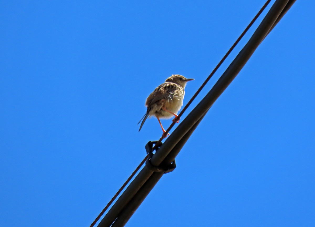 Zitting Cisticola - ML620671518