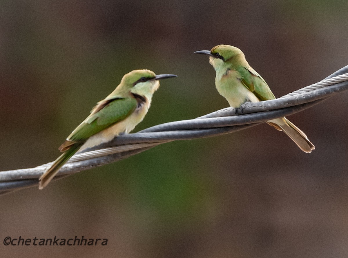 Asian Green Bee-eater - ML620671522