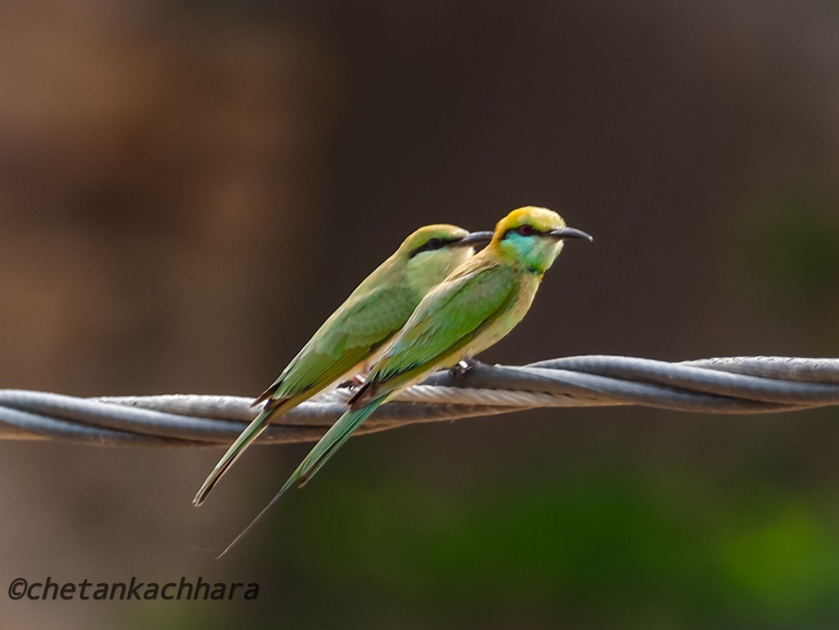 Asian Green Bee-eater - ML620671523