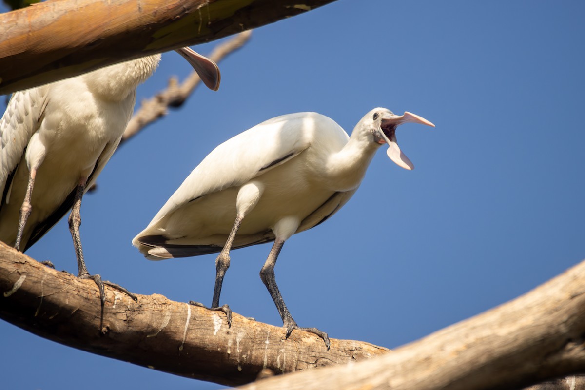 African Spoonbill - ML620671525