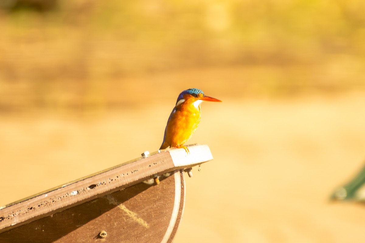 Malachite Kingfisher - ML620671526