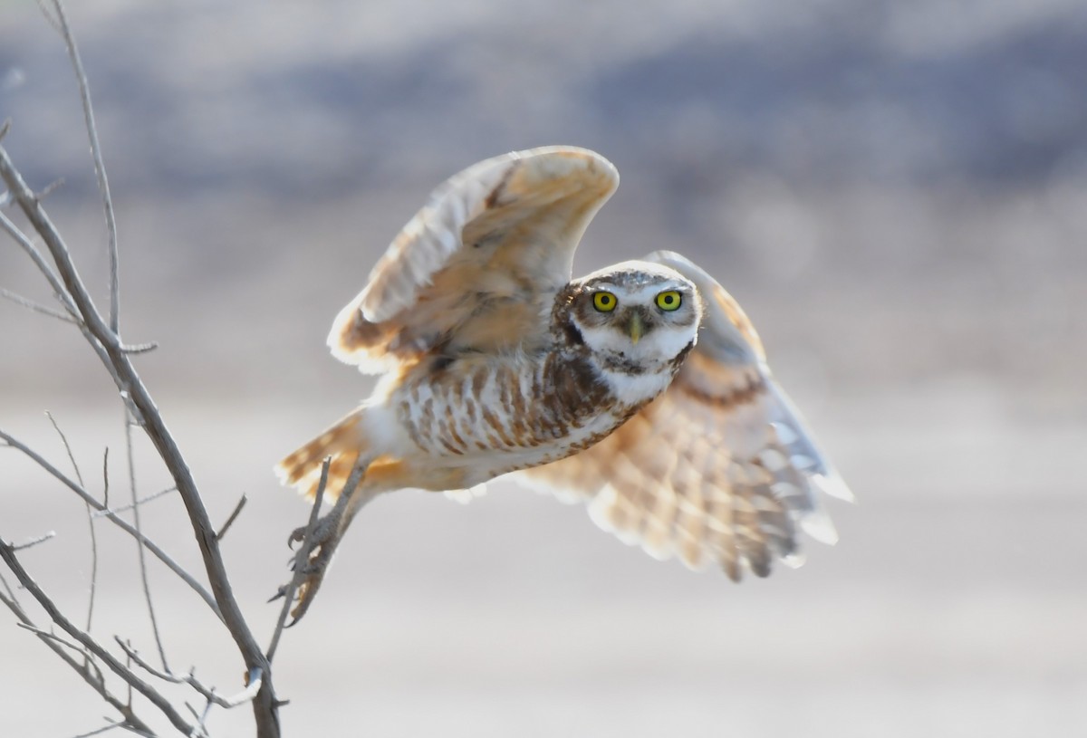 Burrowing Owl - ML620671527