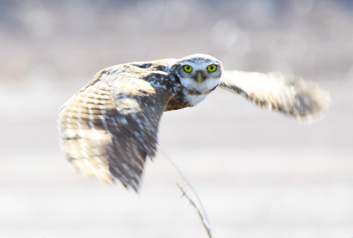 Burrowing Owl - ML620671528