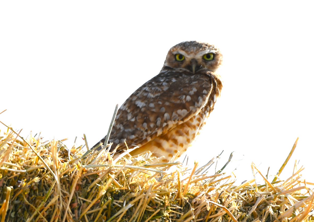 Burrowing Owl - ML620671529