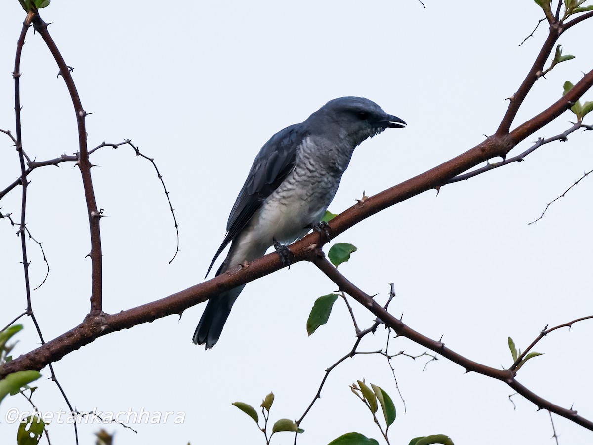 Large Cuckooshrike - ML620671538