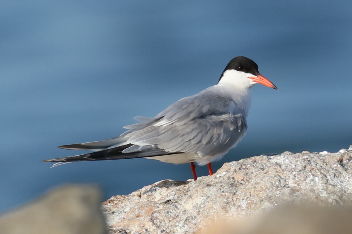 Common Tern - michael vedder