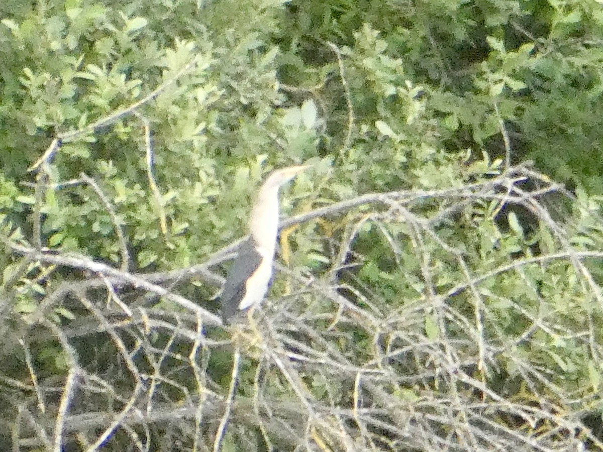 Little Bittern - ML620671546