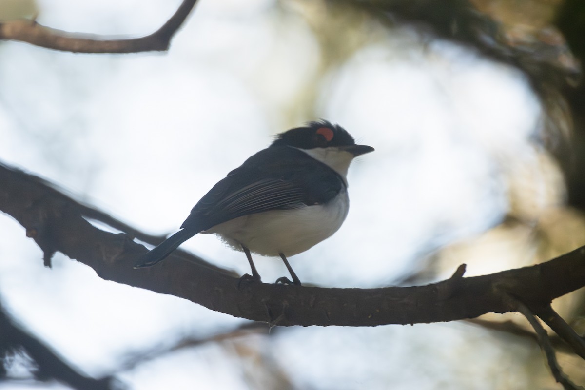 Black-throated Wattle-eye - ML620671547