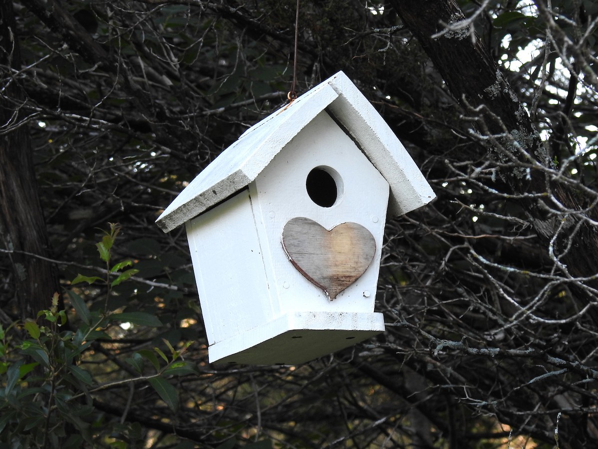 Bewick's Wren - ML620671554