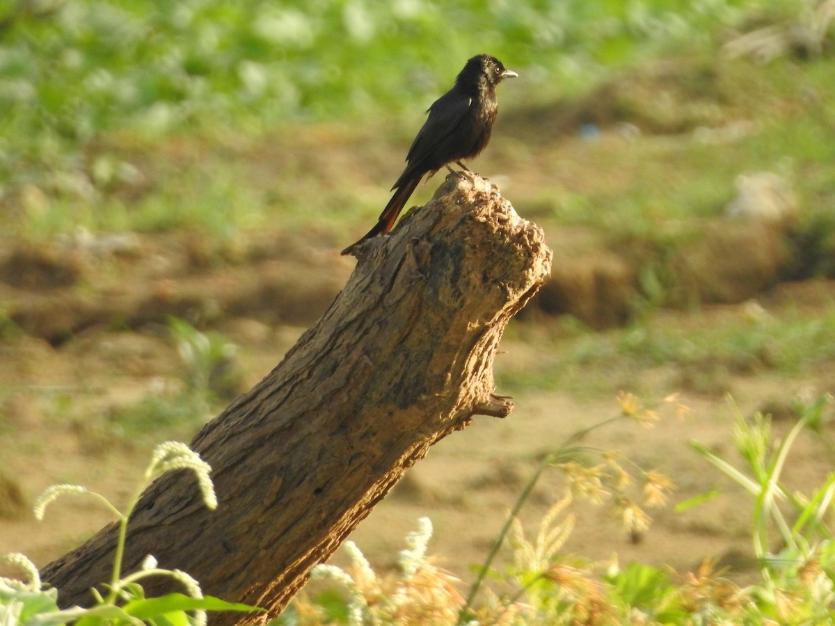 svartdrongo - ML620671566