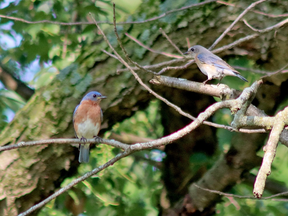 Eastern Bluebird - ML620671569