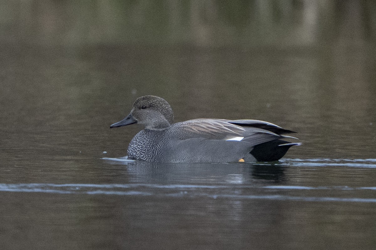 Gadwall - ML620671575