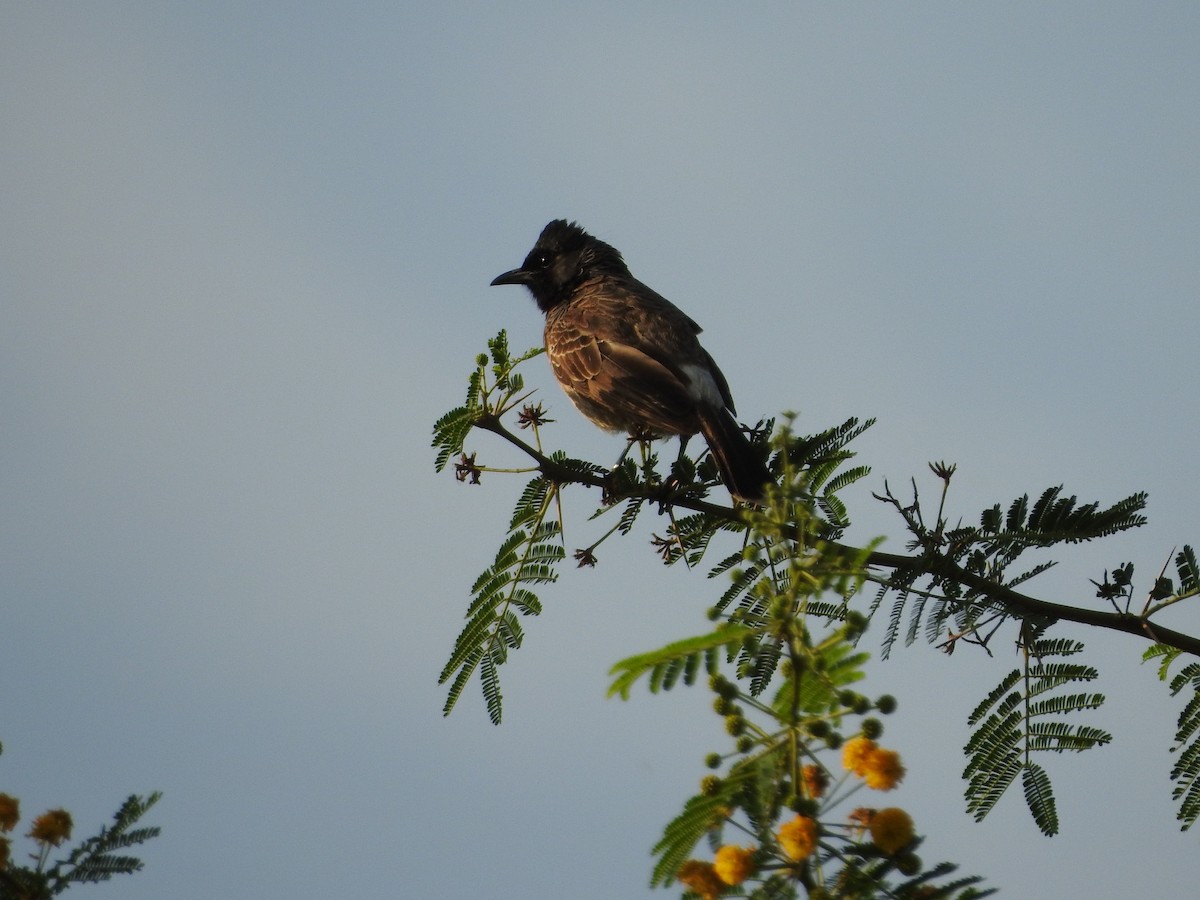 Red-vented Bulbul - ML620671579