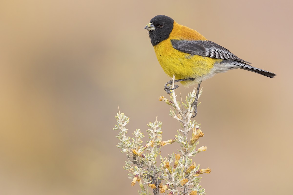 Black-hooded Sierra Finch - ML620671585