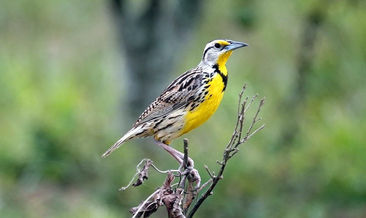 Eastern Meadowlark - ML620671587