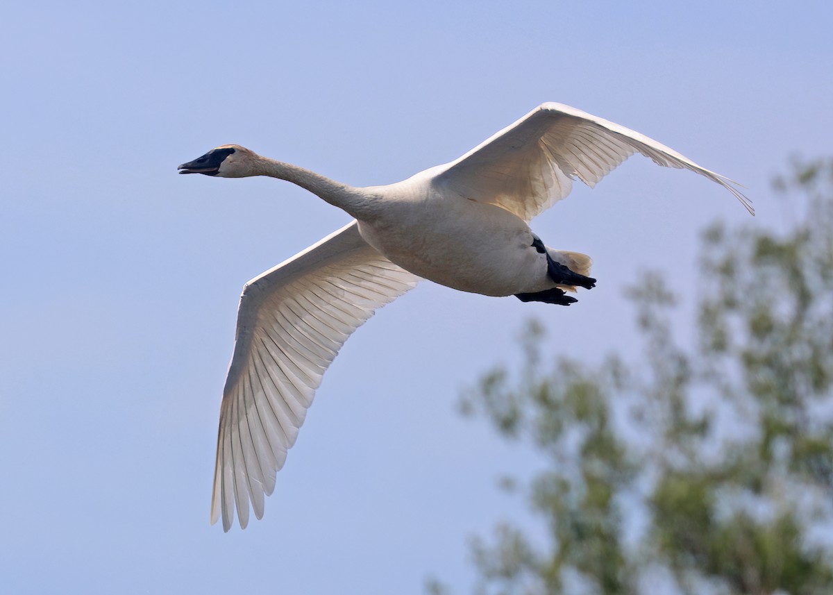 Trumpeter Swan - ML620671589