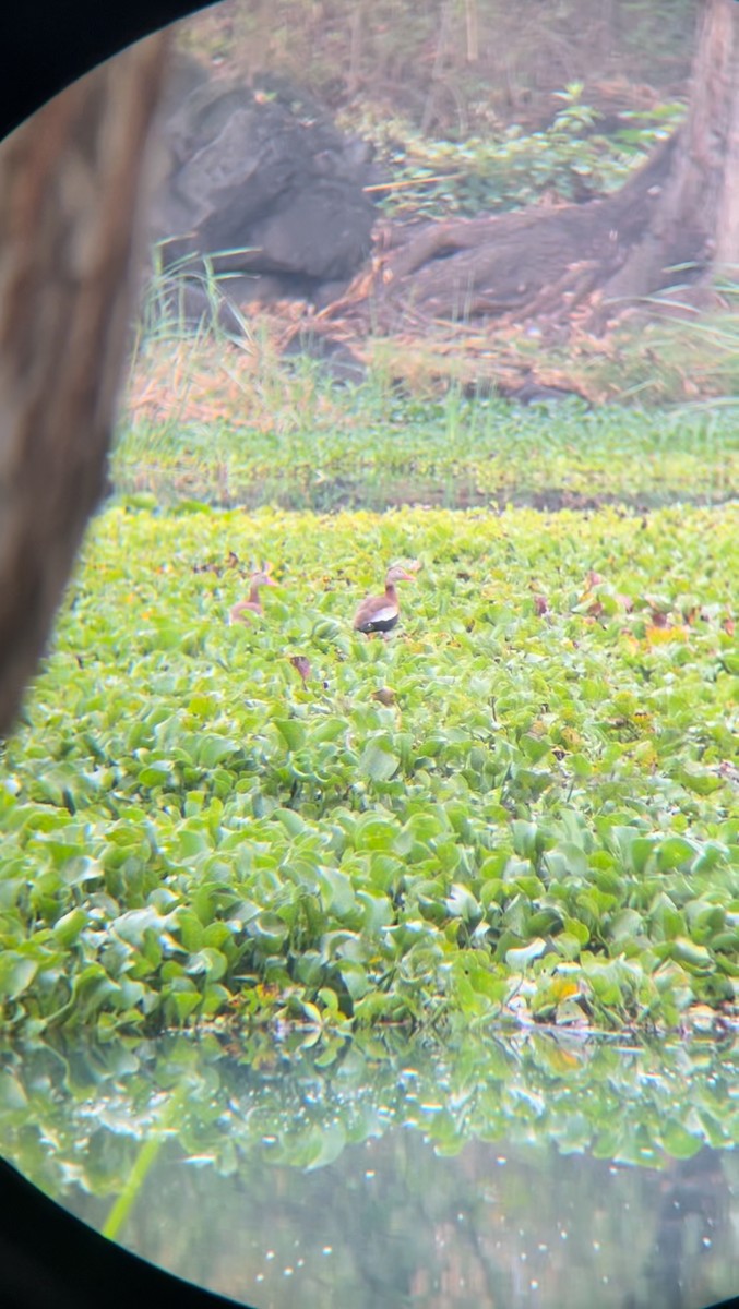 Black-bellied Whistling-Duck - ML620671592