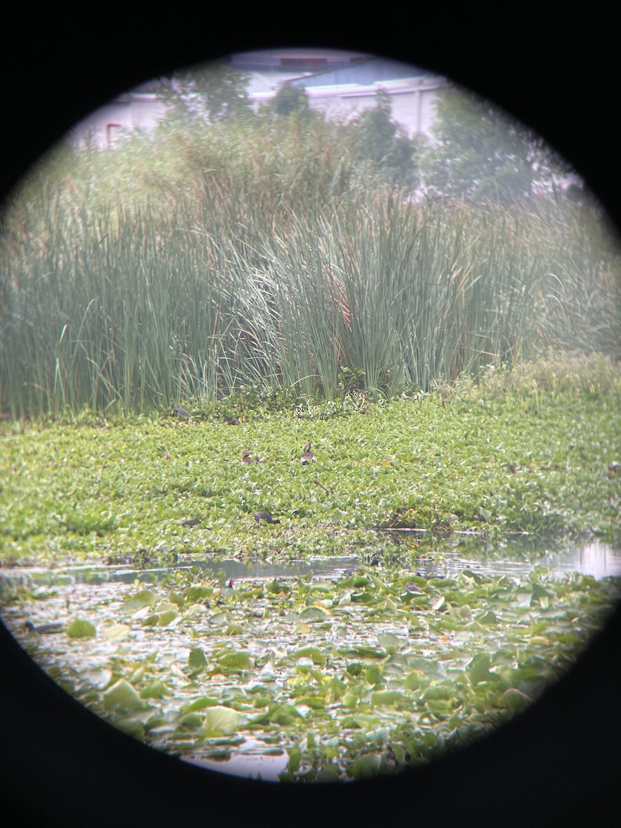 Black-bellied Whistling-Duck - ML620671593