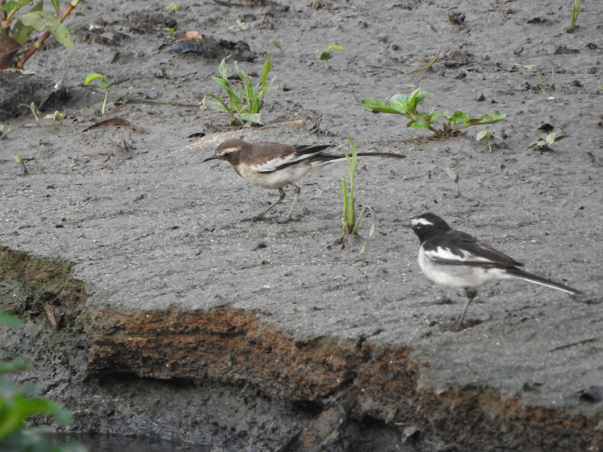 Oriental Magpie-Robin - ML620671594