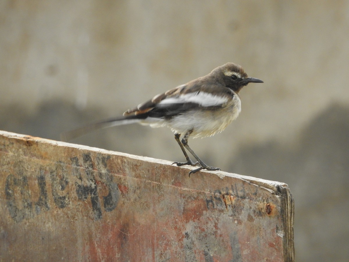 Oriental Magpie-Robin - ML620671595