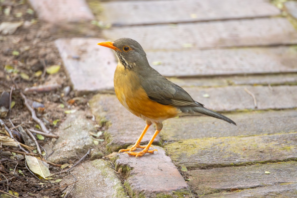 Kurrichane Thrush - ML620671600