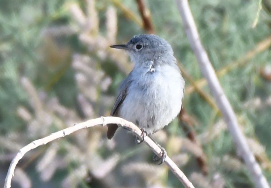 Black-tailed Gnatcatcher - Sandi Diehl