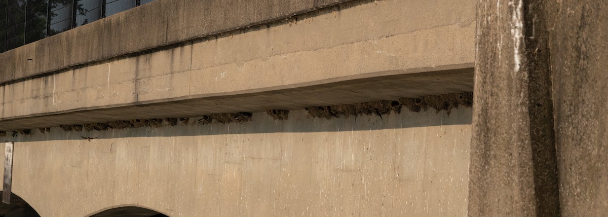 Cliff Swallow (pyrrhonota Group) - ML620671610