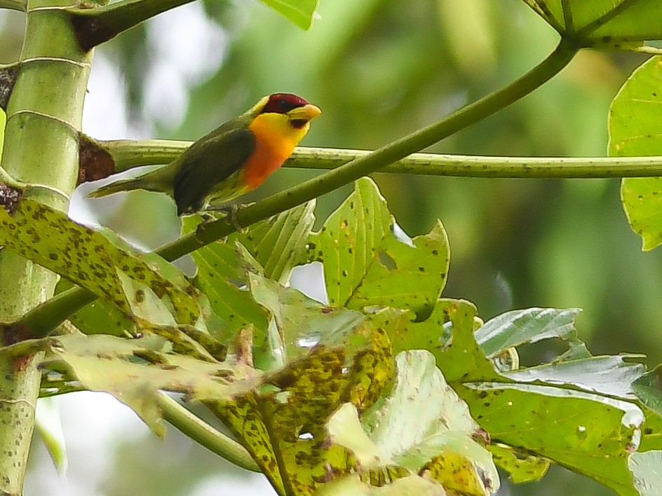 Lemon-throated Barbet - ML620671617