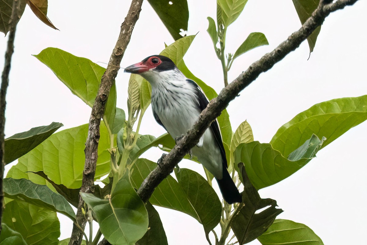 Black-tailed Tityra - ML620671626