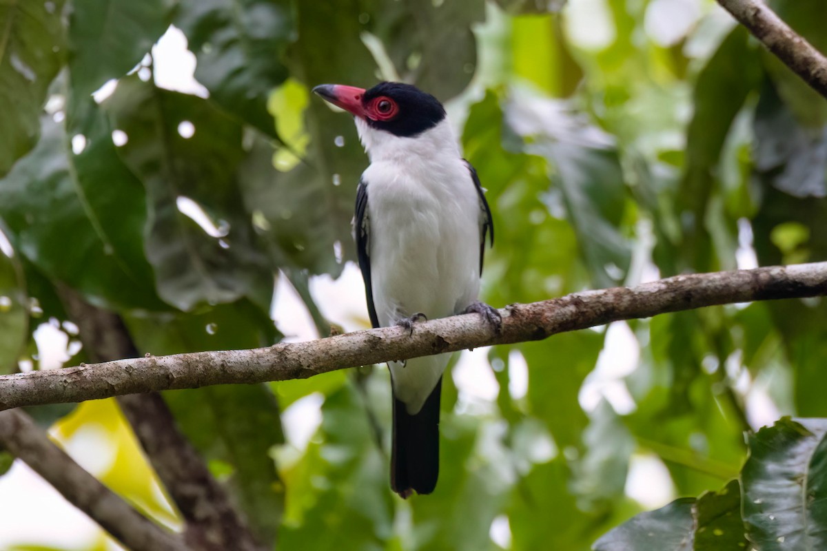 Black-tailed Tityra - ML620671627