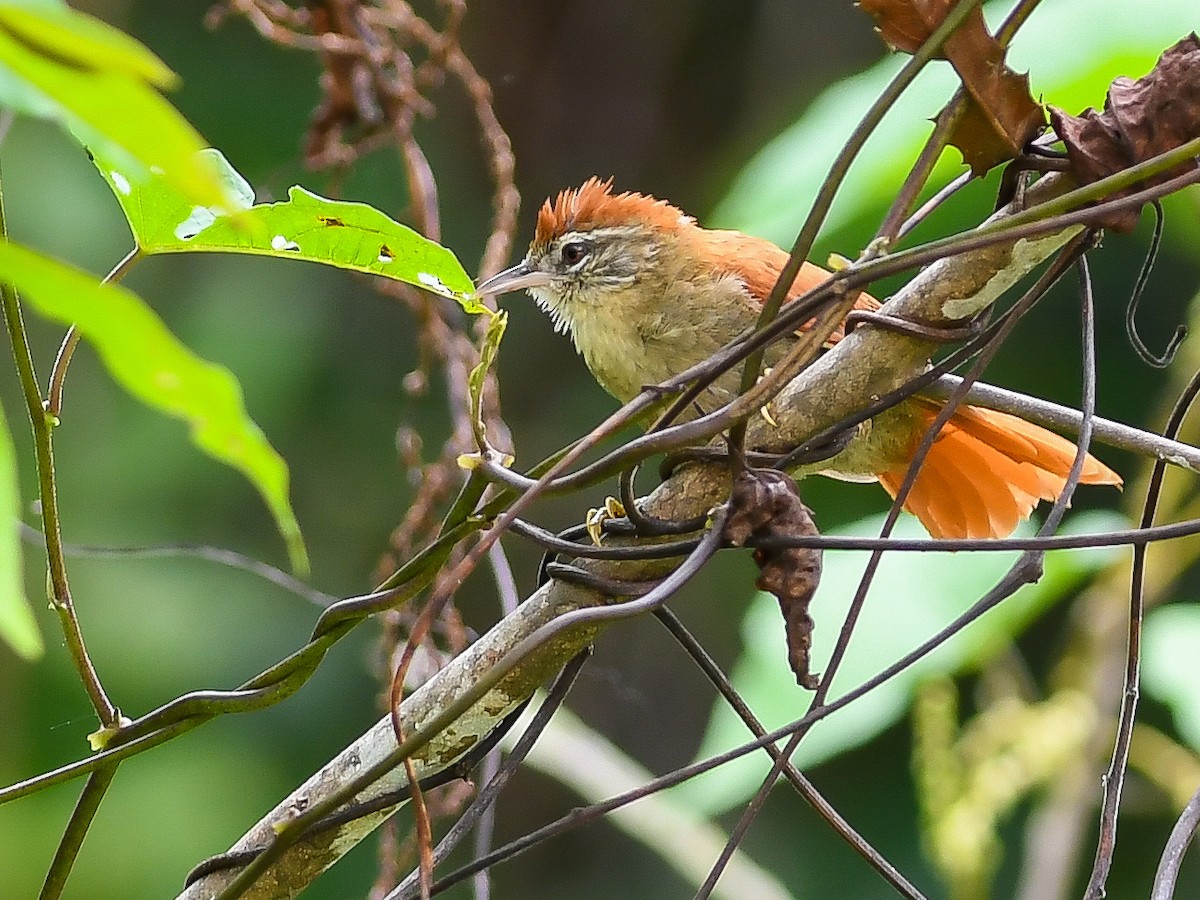 Rusty-backed Spinetail - ML620671629