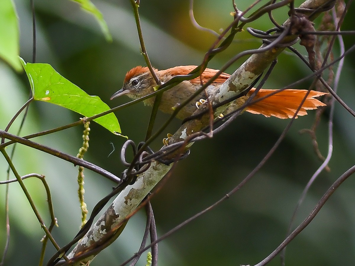 Rusty-backed Spinetail - ML620671630