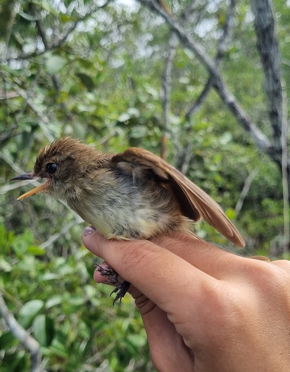 Fuscous Flycatcher - ML620671635