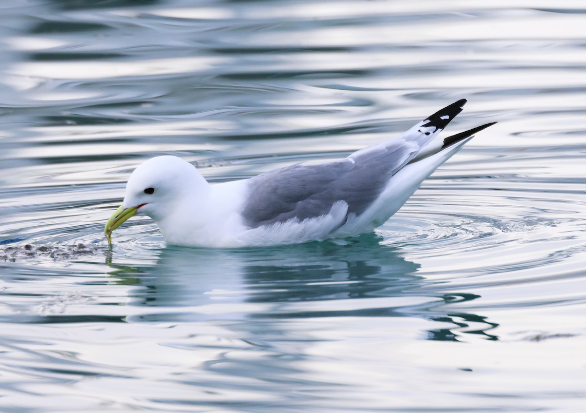 Mouette tridactyle - ML620671638
