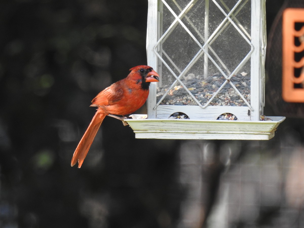 Northern Cardinal - Jack Kelly