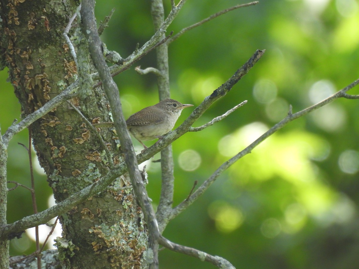 House Wren - ML620671640