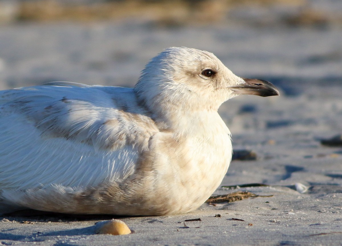 Iceland Gull - ML620671642