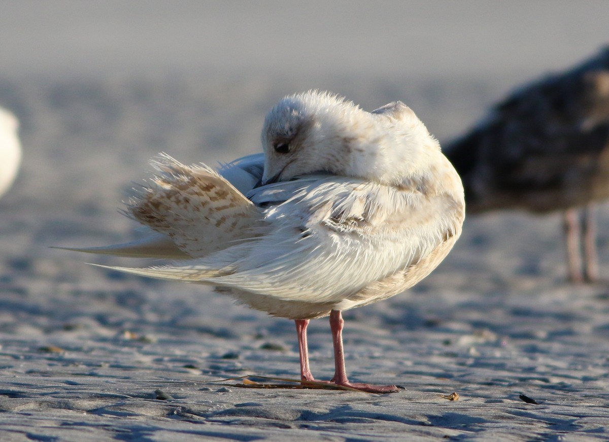 Iceland Gull - ML620671644