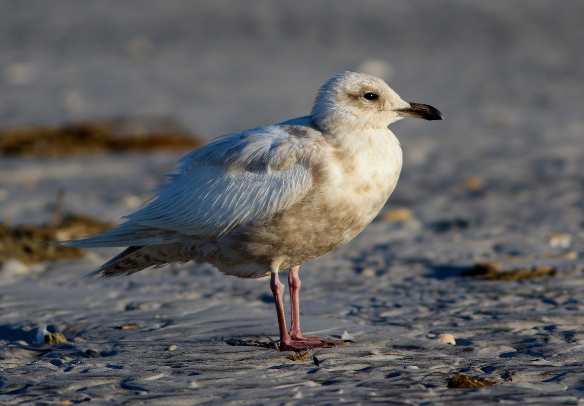 Iceland Gull - ML620671647