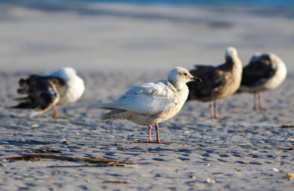 Iceland Gull - ML620671648